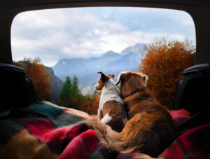 kamperen met hond