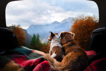 Kamperen met een Hond – 4 Handige Tips