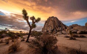Things to do in Joshua tree national park