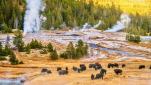 Yellowstone national park