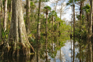 Best things to do in Everglades