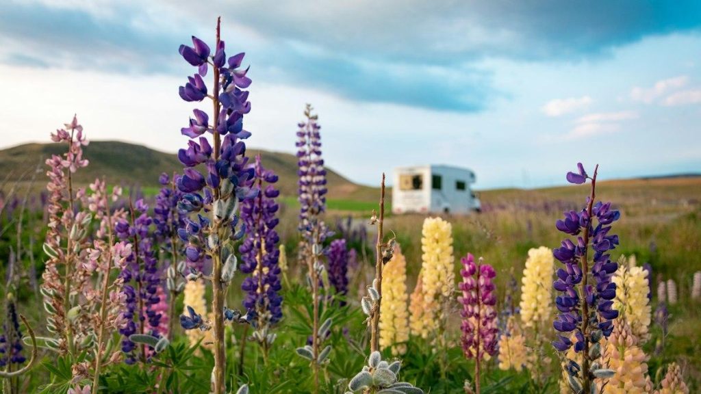 Campervan among lupins in New Zealand’s South Island