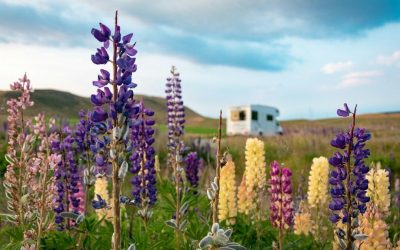 Campervan among lupins in New Zealand’s South Island